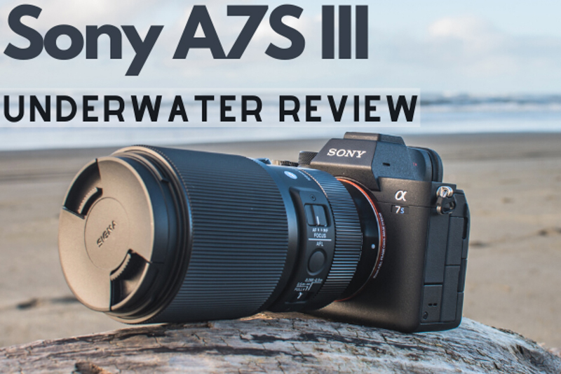 Sony A7S III Underwater Review - Bluewater Photo