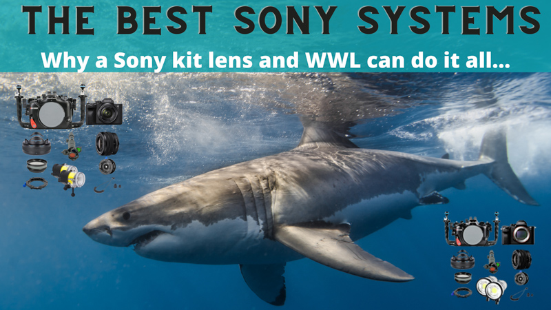 Sonylensex - The Best Sony Underwater Camera Systems - Bluewater Photo