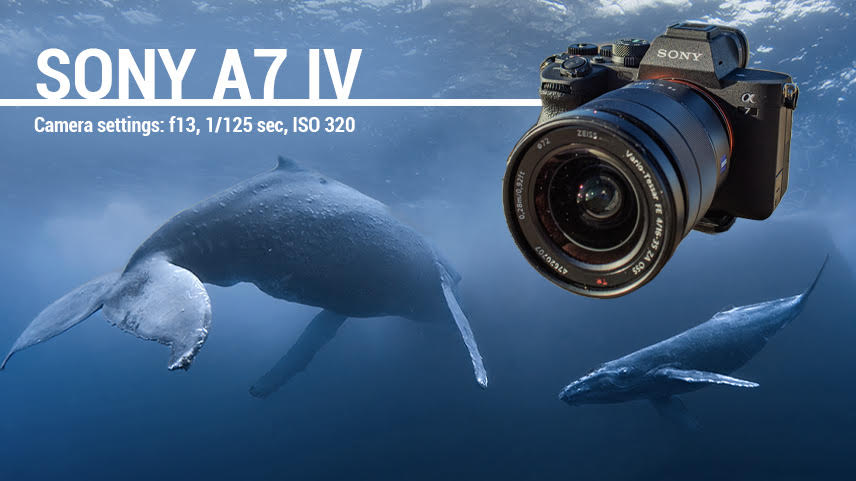 Sony A7S III Underwater Camera Review - The Digital Shootout