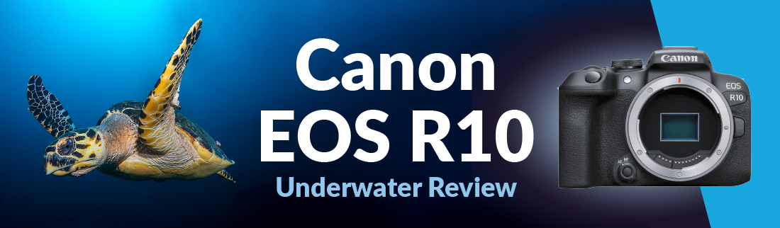 Canon R10 Underwater Review - Bluewater Photo