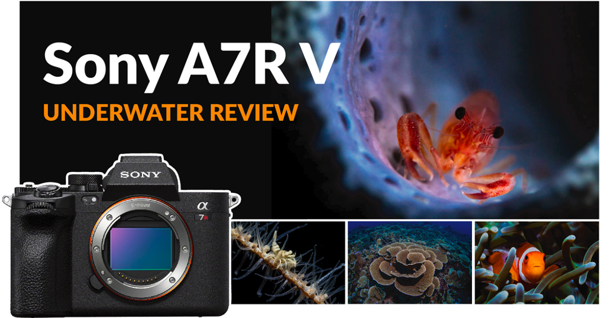 Sony A7, a 2024 review - Ricks Reviews
