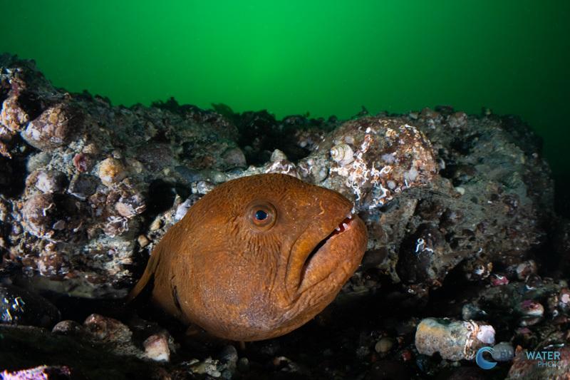 Apollo S wolf eel