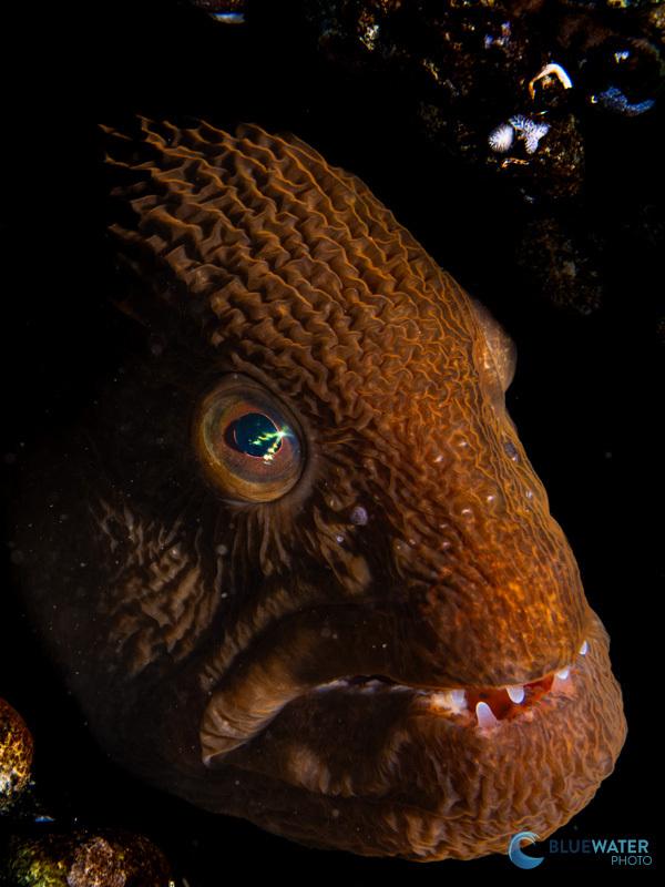 wolf eel photographed with Apollo S