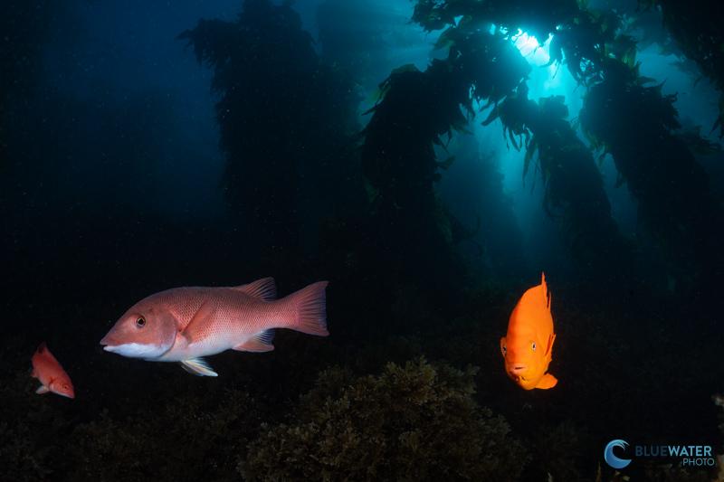 southern california reef scene