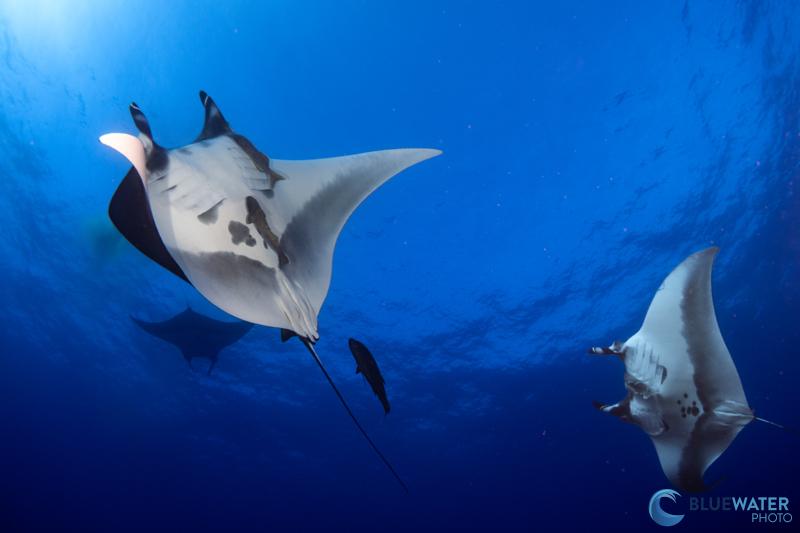 Manta Rays shot with Sony A1 II