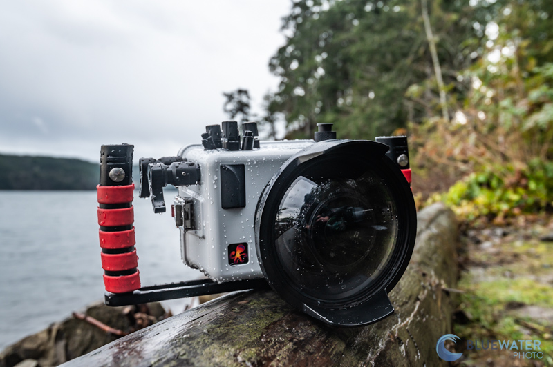Canon EOS R7 Underwater Photos & Review
