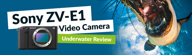 Sony ZV-E1 Underwater Review - Bluewater Photo