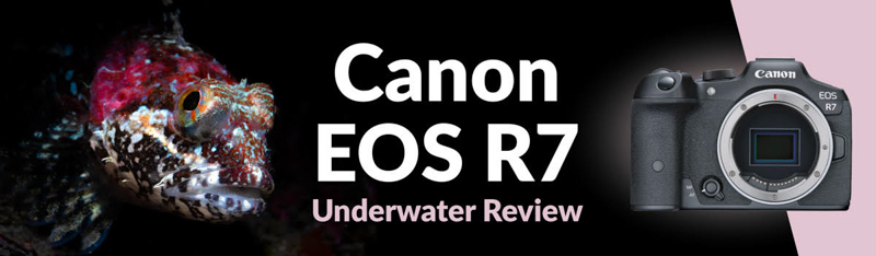 A Review of the Canon EOS R7 Mirrorless Camera for Photography